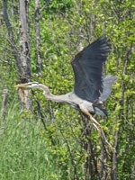 Michigan