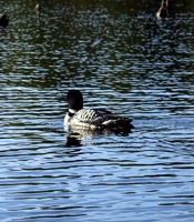 Loon