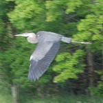 Drummond Island Michigan