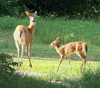 Michigan Wildlife