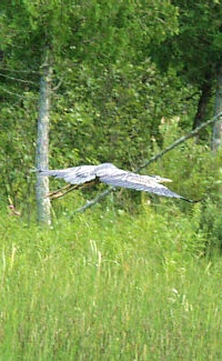 Lake Gobebic Sandhill Crain