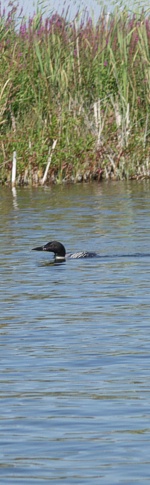 Loon, Beaverhouse Lake