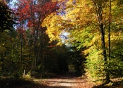 Wexford County Michigan fall color