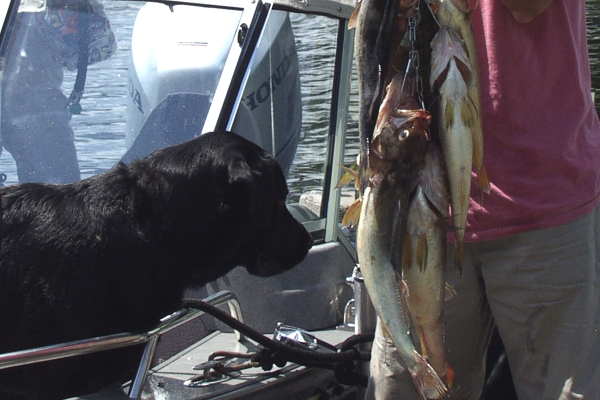 Michigan Fishing