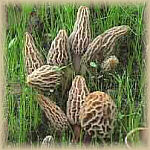 Morel mushroom hunting in michigan 2014