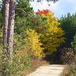 Pigeon River Forest