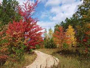 Wild Rd. Michigan ATV ORV