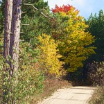 Pigeon River Forest